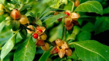 I benefici dell’Ashwagandha o Ginseng indiano