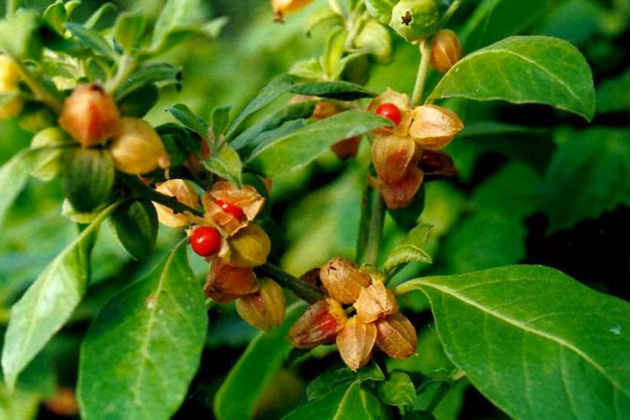 I benefici dell’Ashwagandha o Ginseng indiano