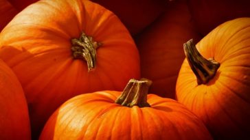 zucca