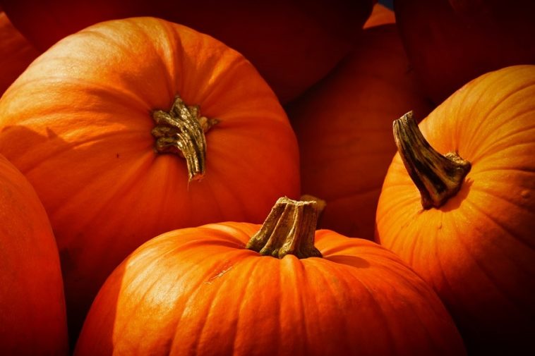 zucca
