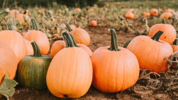 ricetta zucca